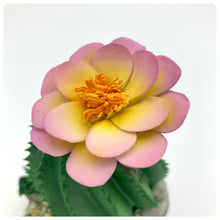 Carica l'immagine nel visualizzatore di Gallery, Cactus Fiore Rosa