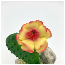 Carica l'immagine nel visualizzatore di Gallery, Cactus Fiore Pesca