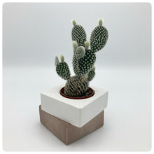 Carica l'immagine nel visualizzatore di Gallery, Vaso Cubo Tortora