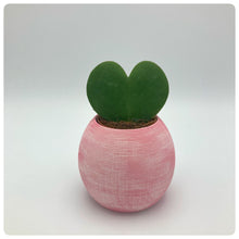 Carica l'immagine nel visualizzatore di Gallery, Vaso Millerighe Rosso Con Pianta