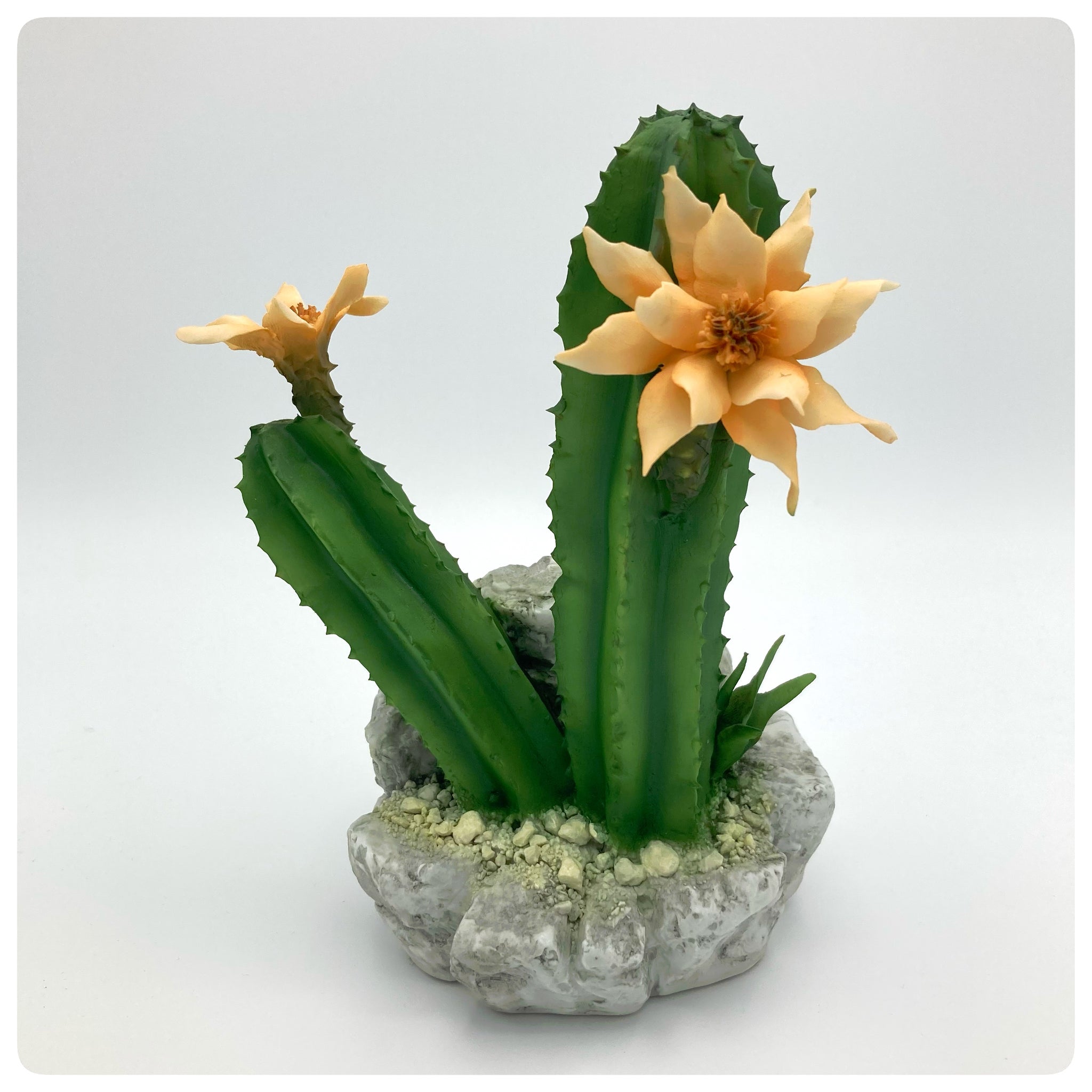 Cactus Fiore Giallo – fabarshop