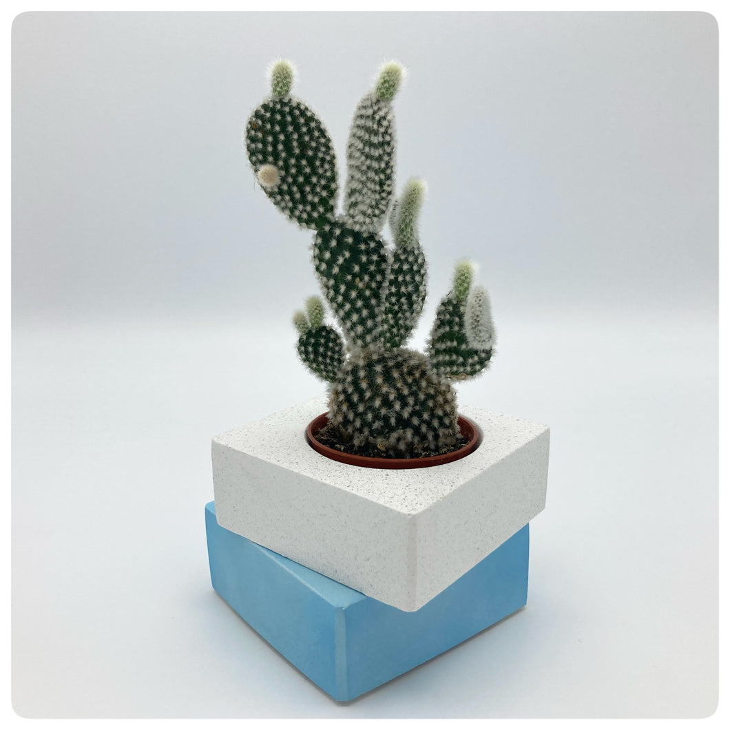 Vaso Cubo Azzurro