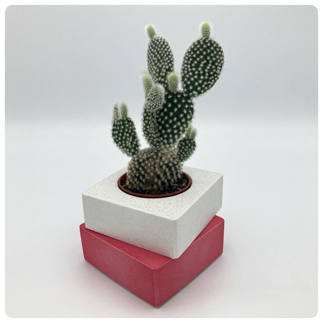 Vaso Cubo Rosso