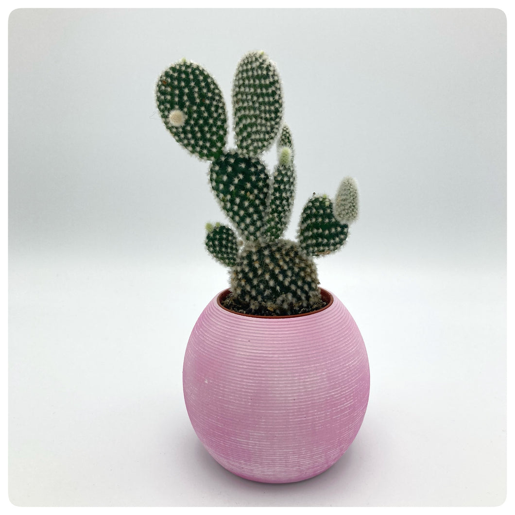 Vaso Millerighe Fucsia