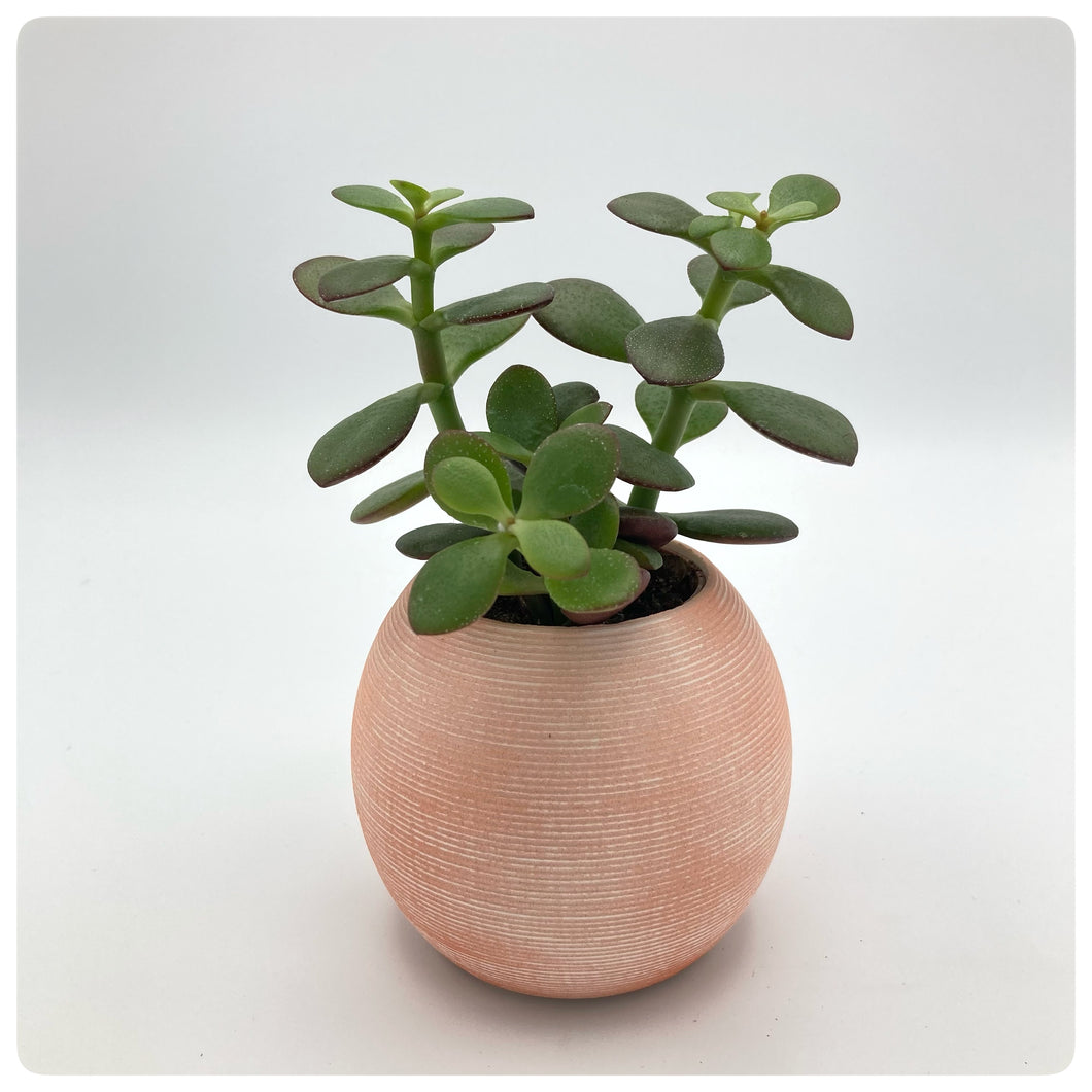 Vaso Millerighe Arancione